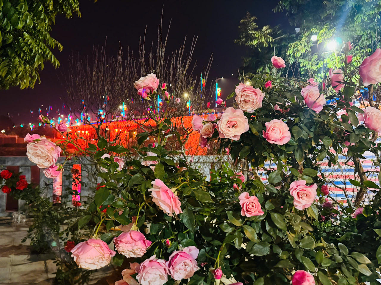 Hoa hồng hấp dẫn người mua tại chợ hoa xuân Lào Cai