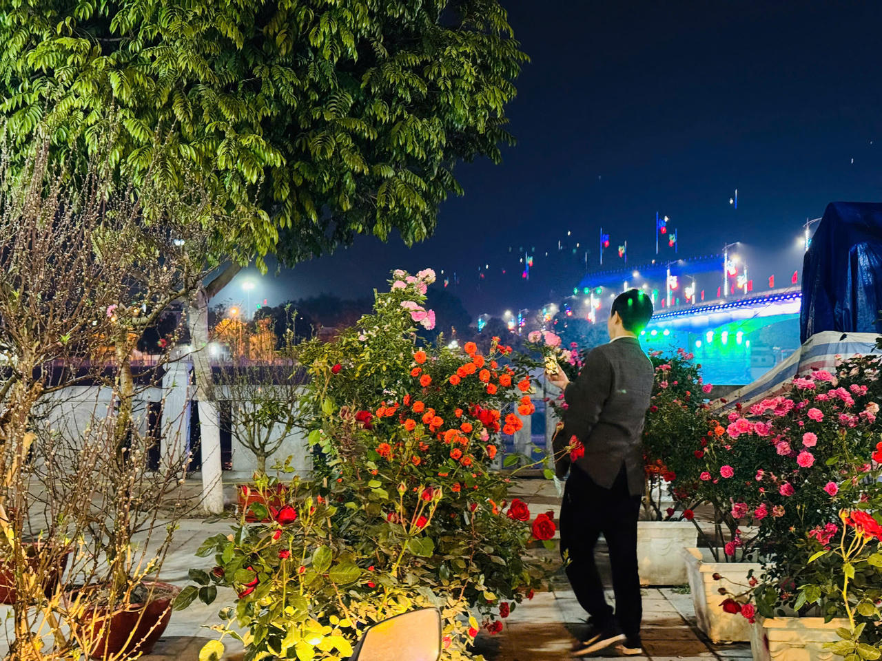 Hoa hồng hấp dẫn người mua tại chợ hoa xuân Lào Cai