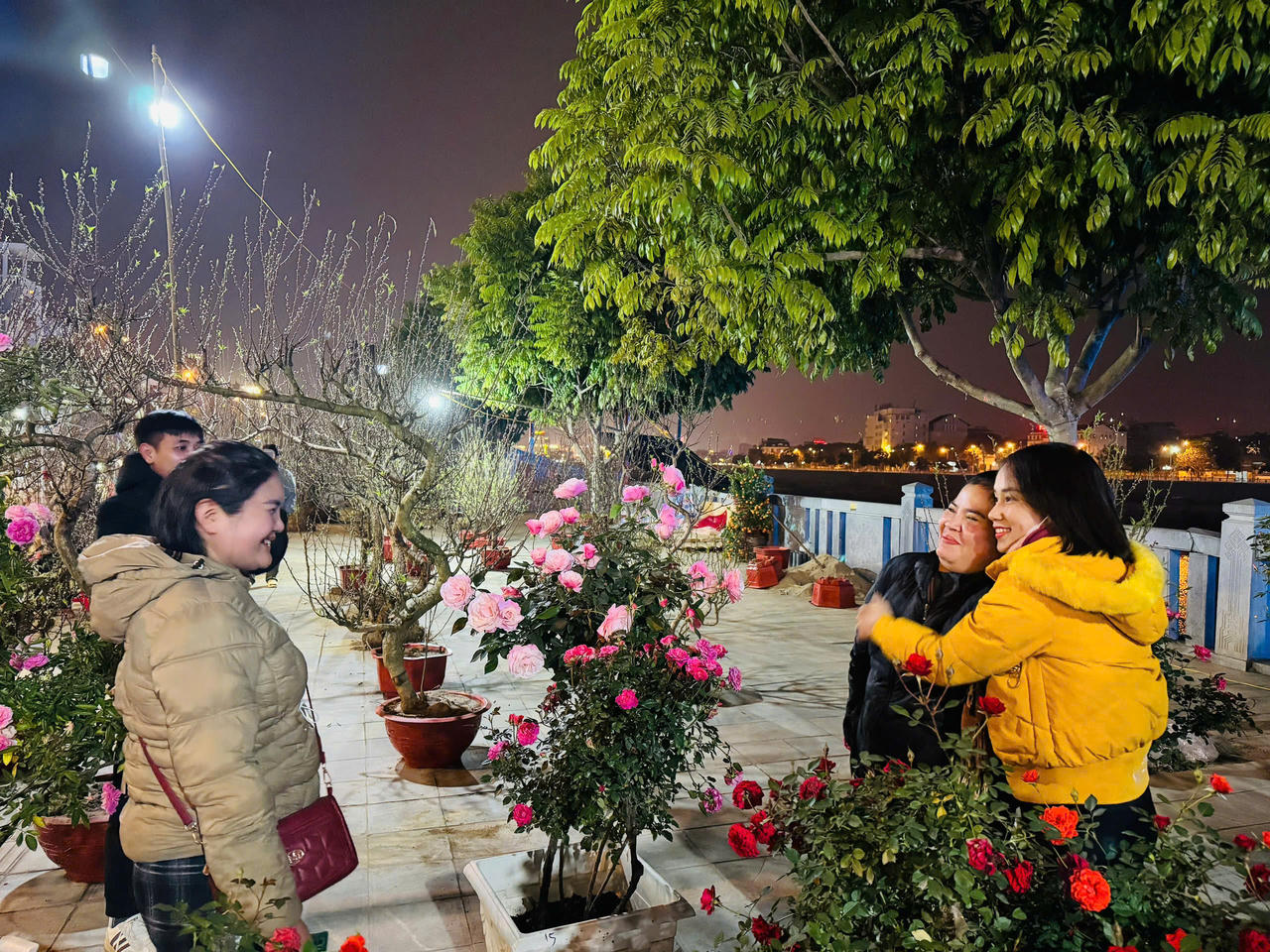 Hoa hồng hấp dẫn người mua tại chợ hoa xuân Lào Cai