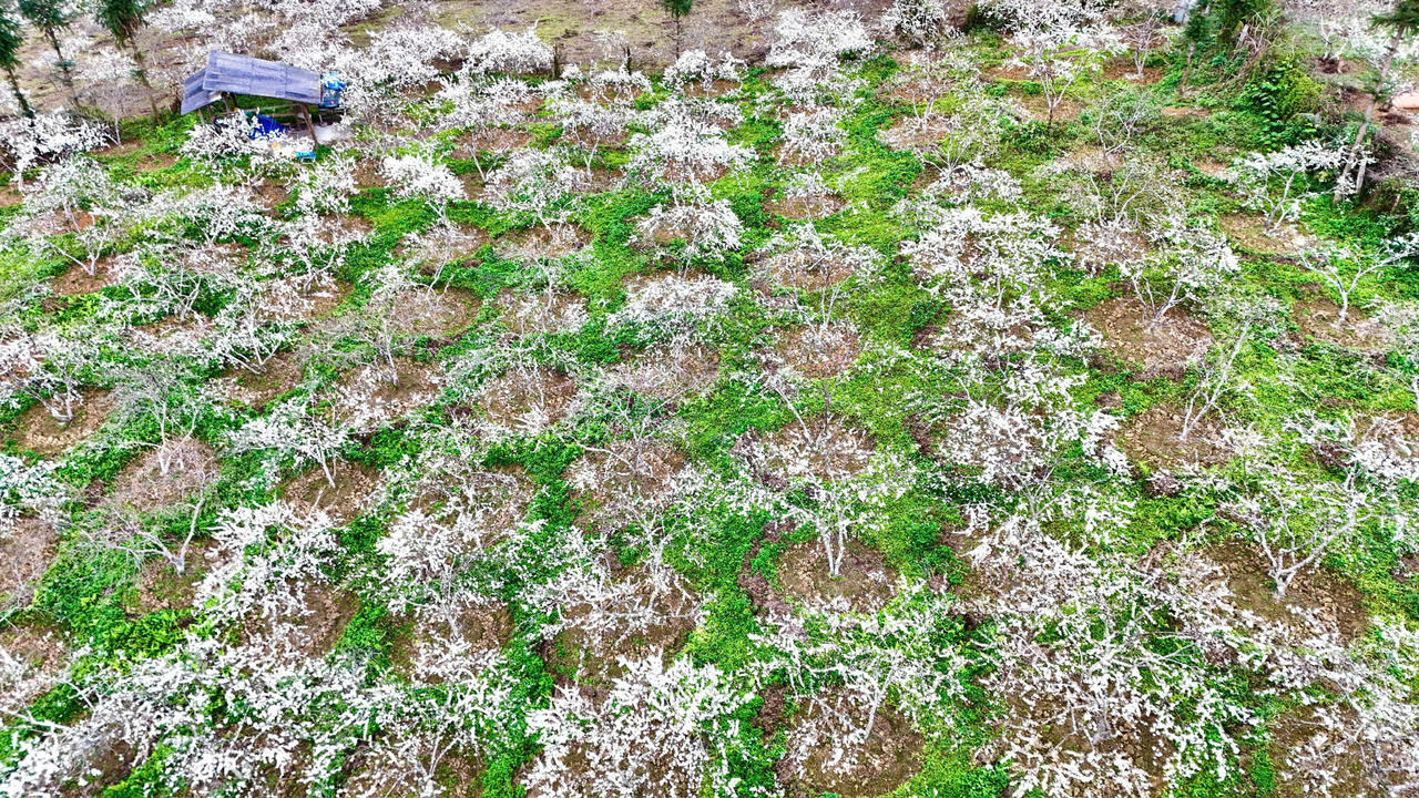 Sắc xuân tinh khôi trên cao nguyên trắng Bắc Hà