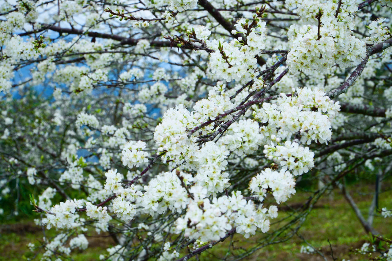 Sắc xuân tinh khôi trên cao nguyên trắng Bắc Hà