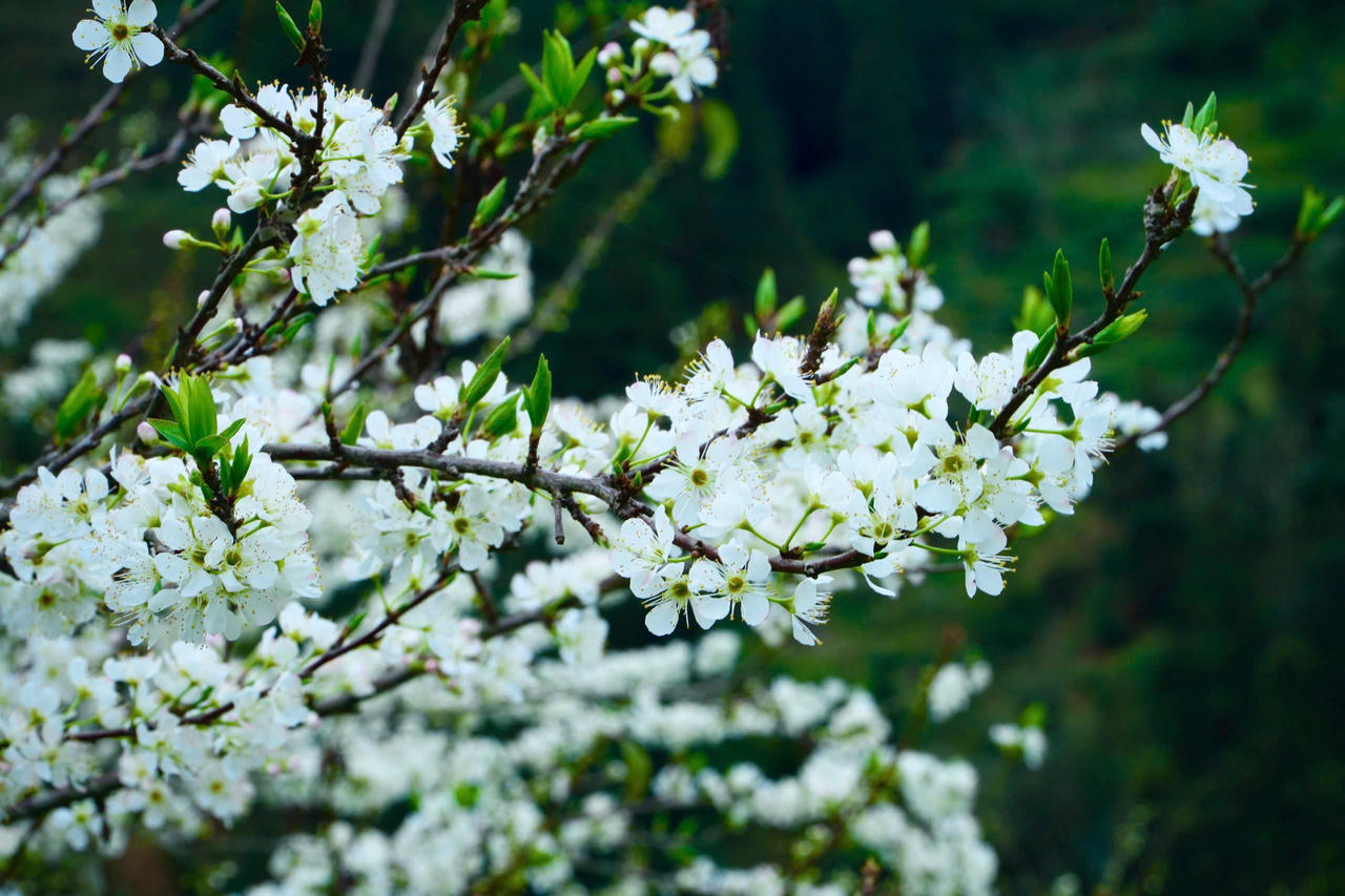 Sắc xuân tinh khôi trên cao nguyên trắng Bắc Hà