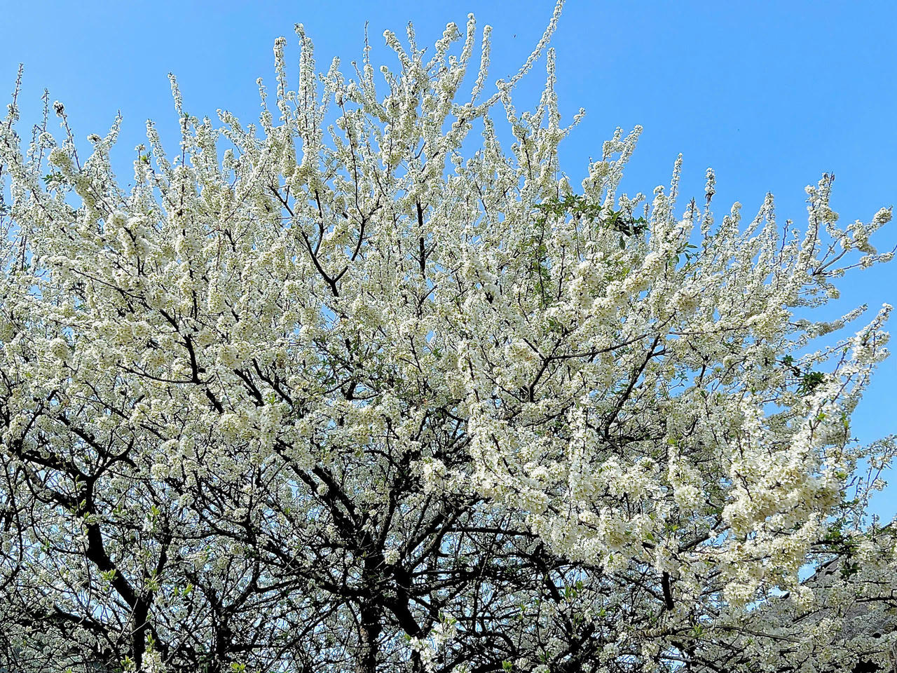 Chiêm ngưỡng vẻ đẹp cây hoa mận hàng chục năm tuổi ở Y Tý