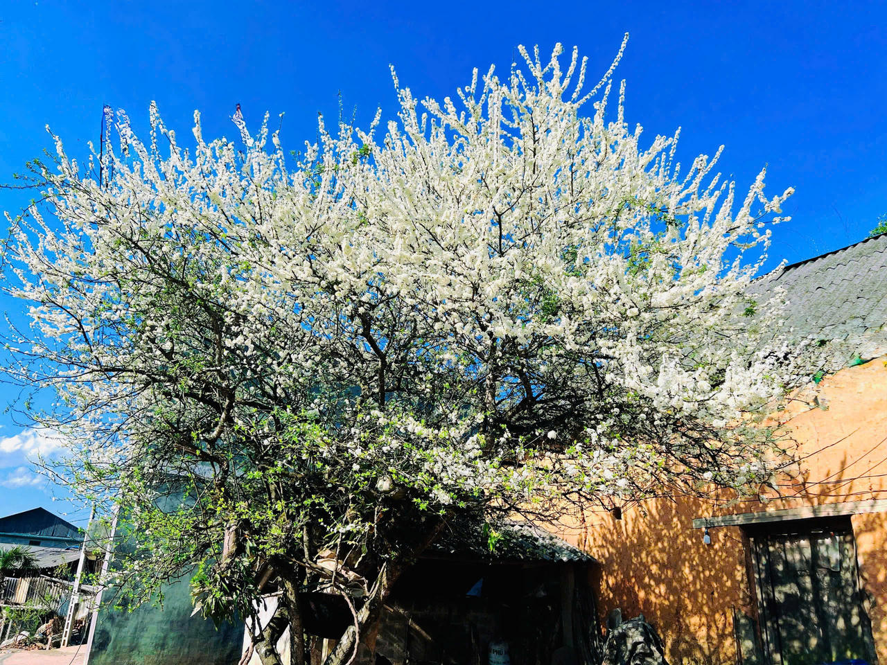 Chiêm ngưỡng vẻ đẹp cây hoa mận hàng chục năm tuổi ở Y Tý