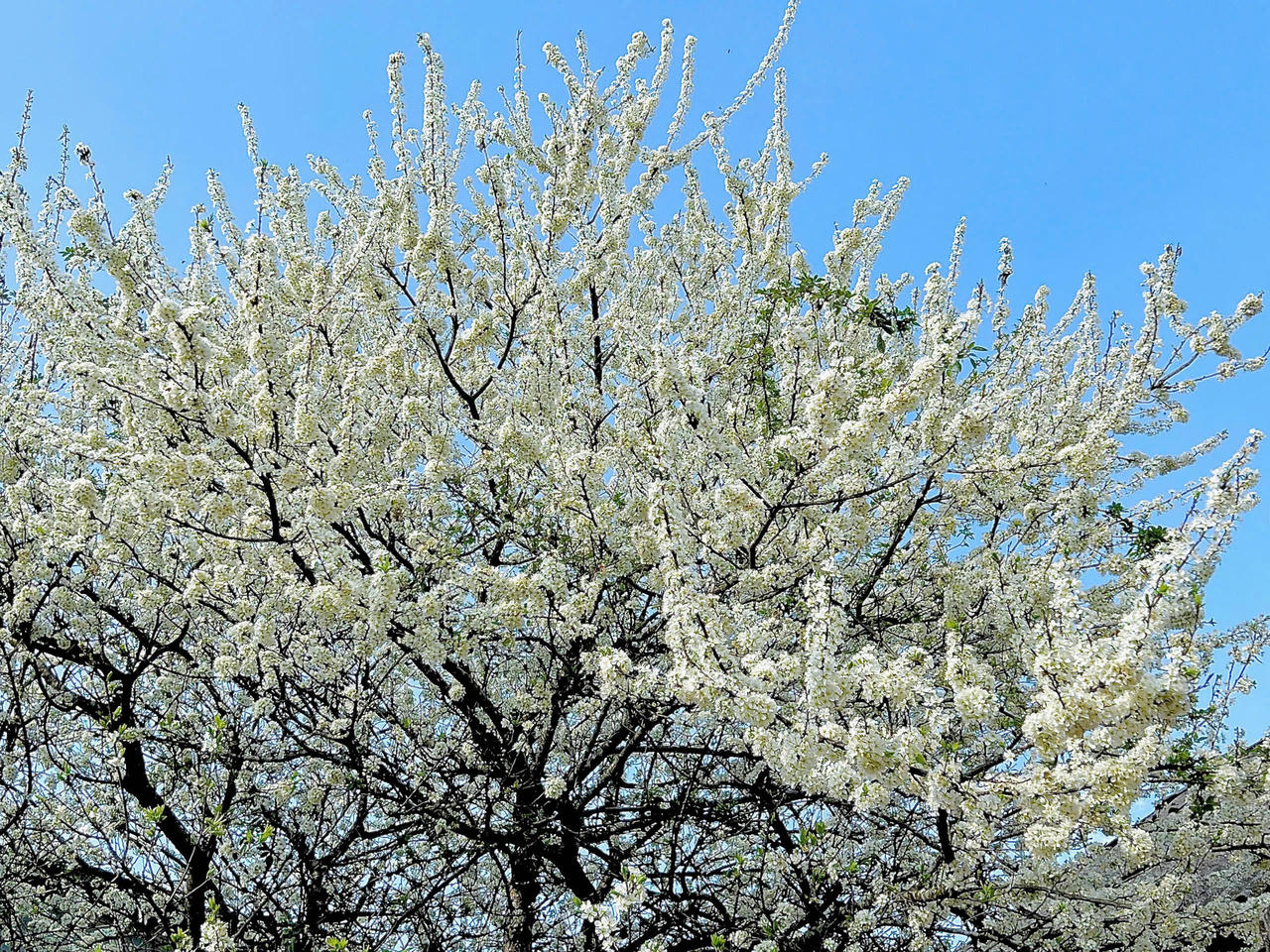 Chiêm ngưỡng vẻ đẹp cây hoa mận hàng chục năm tuổi ở Y Tý