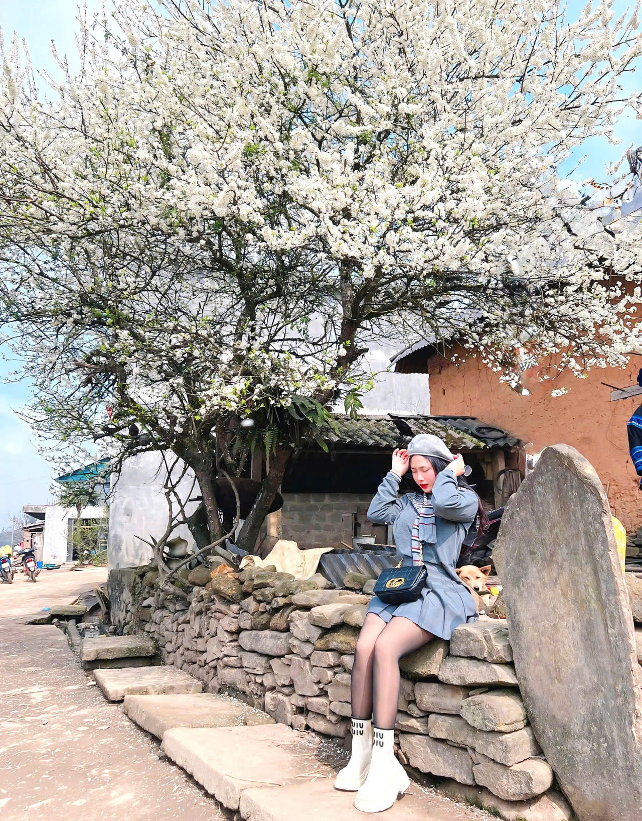 Chiêm ngưỡng vẻ đẹp cây hoa mận hàng chục năm tuổi ở Y Tý