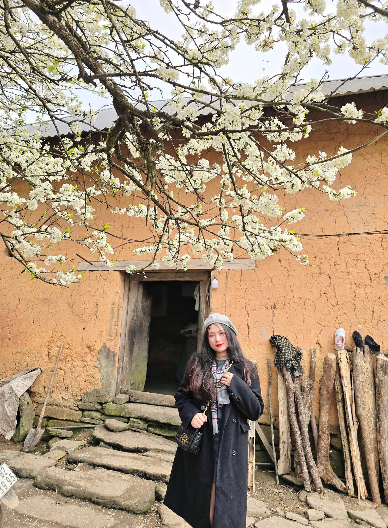 Chiêm ngưỡng vẻ đẹp cây hoa mận hàng chục năm tuổi ở Y Tý