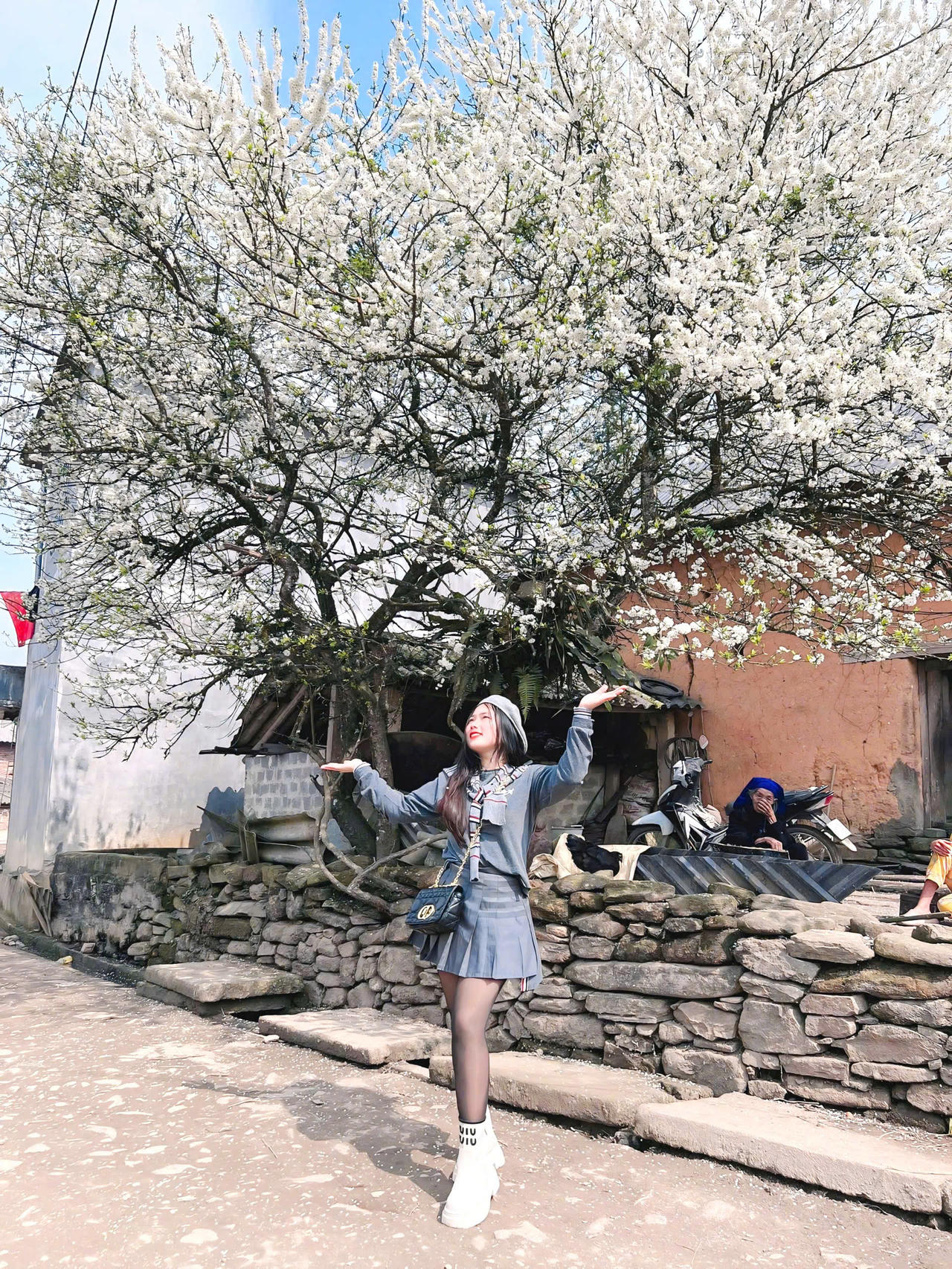 Chiêm ngưỡng vẻ đẹp cây hoa mận hàng chục năm tuổi ở Y Tý