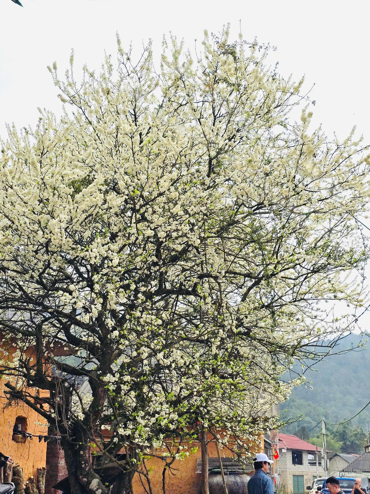 Chiêm ngưỡng vẻ đẹp cây hoa mận hàng chục năm tuổi ở Y Tý