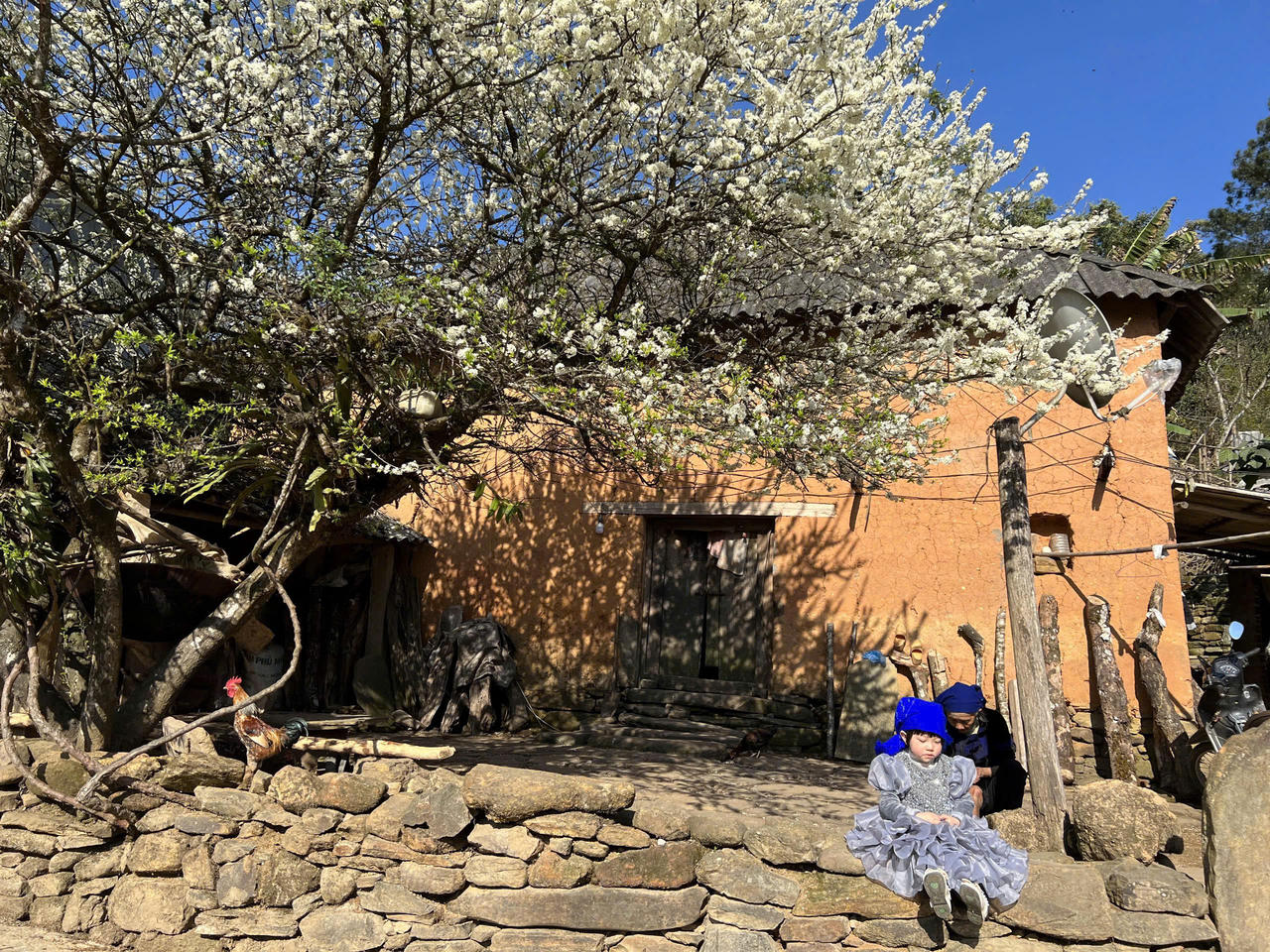 Chiêm ngưỡng vẻ đẹp cây hoa mận hàng chục năm tuổi ở Y Tý