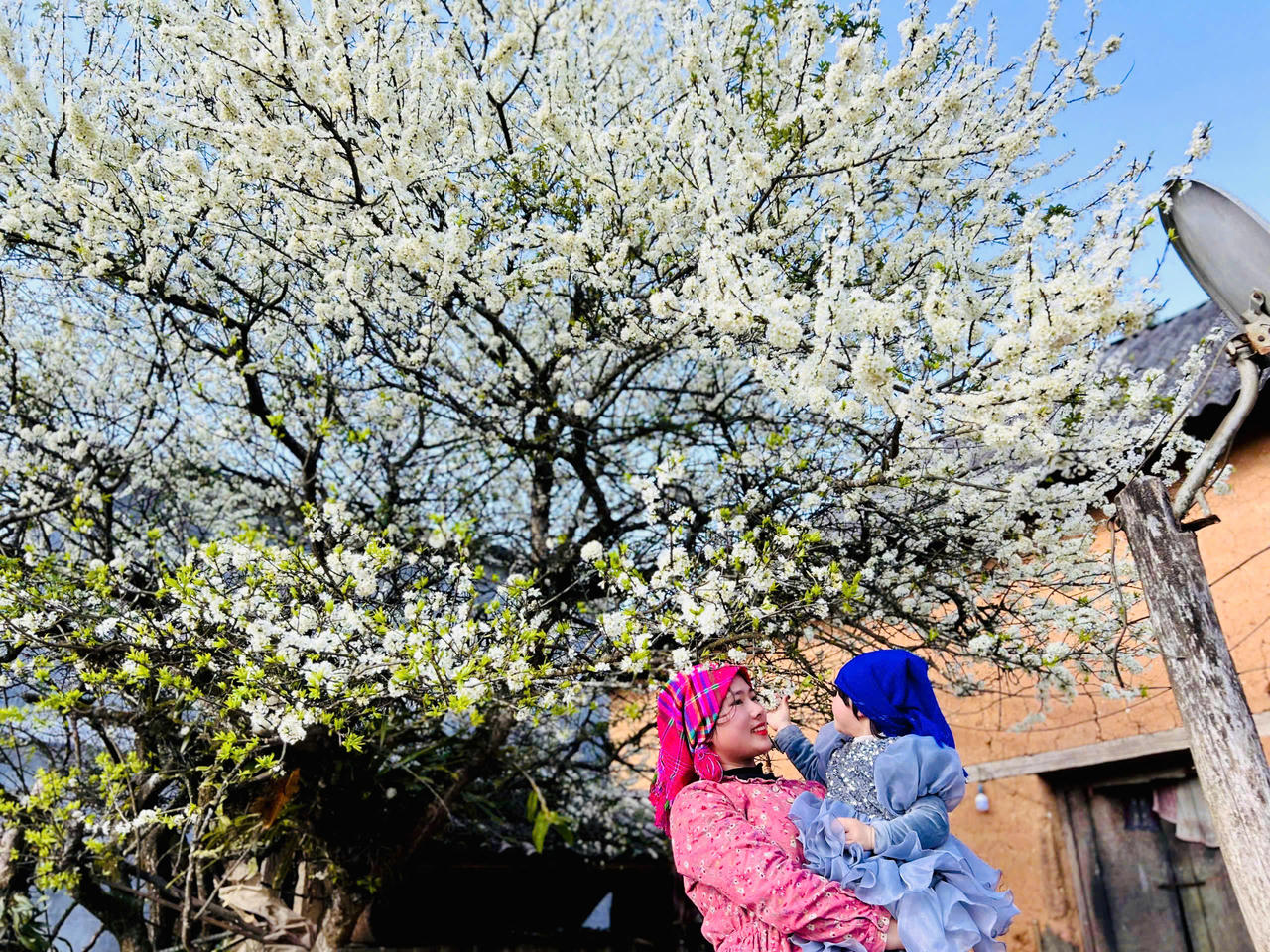 Chiêm ngưỡng vẻ đẹp cây hoa mận hàng chục năm tuổi ở Y Tý