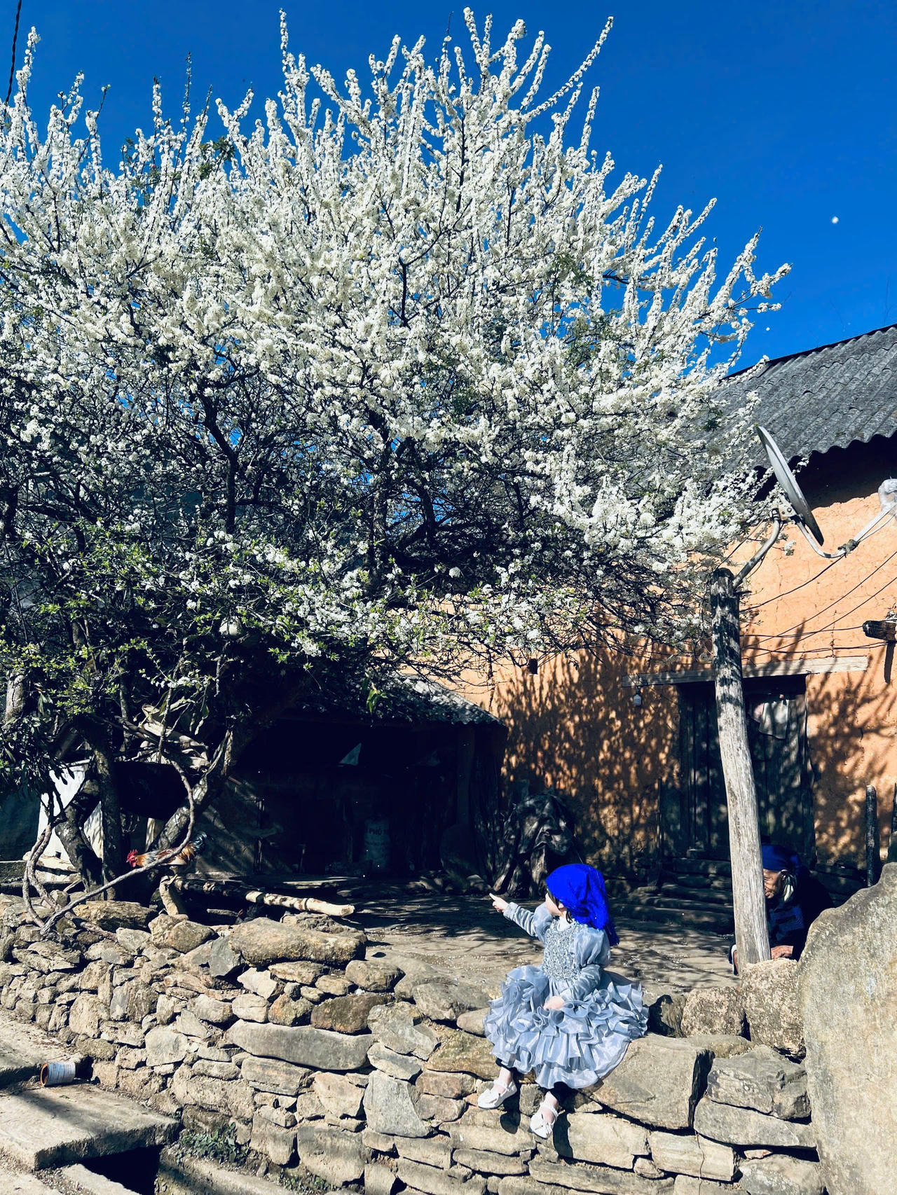 Chiêm ngưỡng vẻ đẹp cây hoa mận hàng chục năm tuổi ở Y Tý