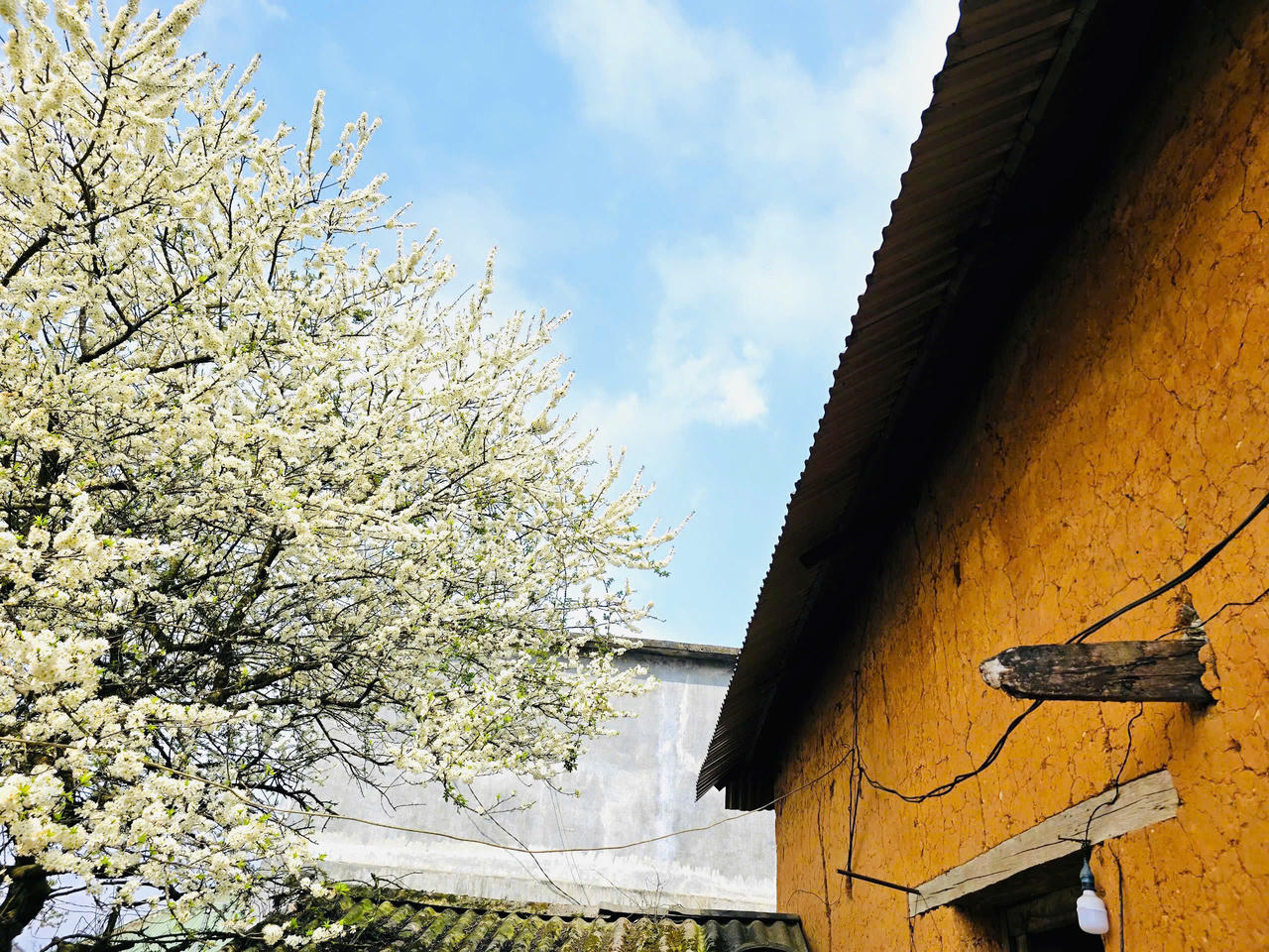 Chiêm ngưỡng vẻ đẹp cây hoa mận hàng chục năm tuổi ở Y Tý