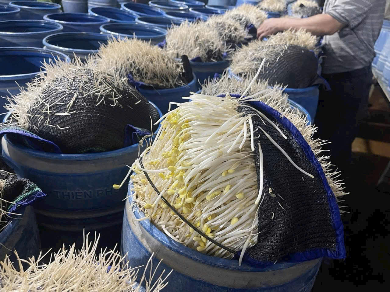 Phát hiện cơ sở sản xuất gần 350 tấn giá đỗ sử dụng chất độc hại ở Lào Cai