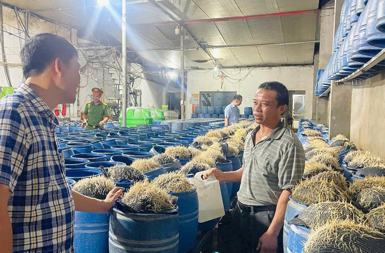 Phát hiện cơ sở sản xuất gần 350 tấn giá đỗ sử dụng chất độc hại ở Lào Cai