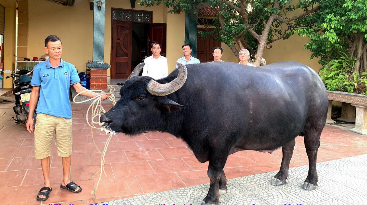 Mở lại Lễ hội chọi trâu Hải Lựu 