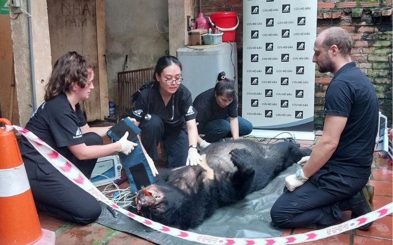 Chủ nuôi gấu ở Vĩnh Phúc tự nguyện hiến tặng gấu cho nhà nước