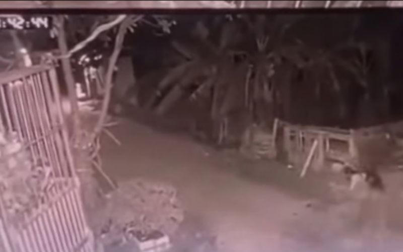 Bé gái 5 tuổi bị 2 con chó của gia đình cắn tử vong