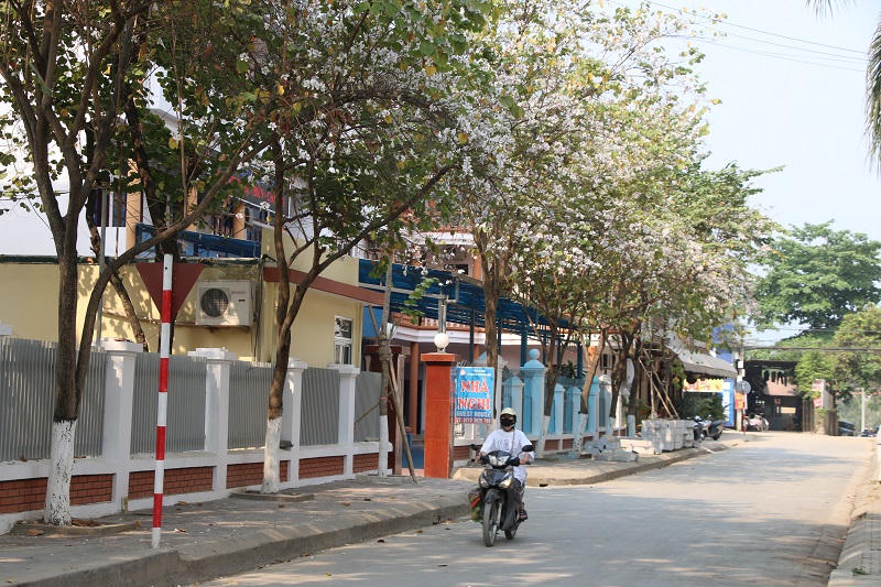 Sắc hoa ban nở giữa lòng thành phố Điện Biên Phủ