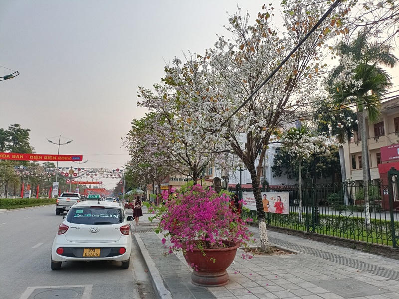 Sắc hoa ban nở giữa lòng thành phố Điện Biên Phủ