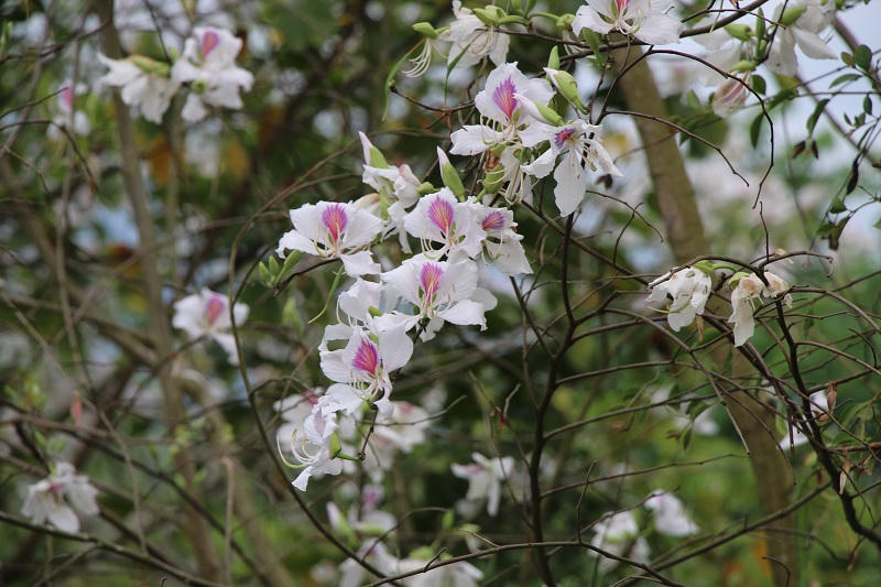 Sắc hoa ban nở giữa lòng thành phố Điện Biên Phủ