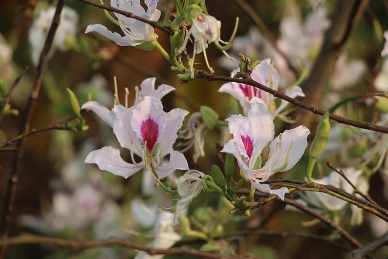 Sắc hoa ban nở giữa lòng thành phố Điện Biên Phủ