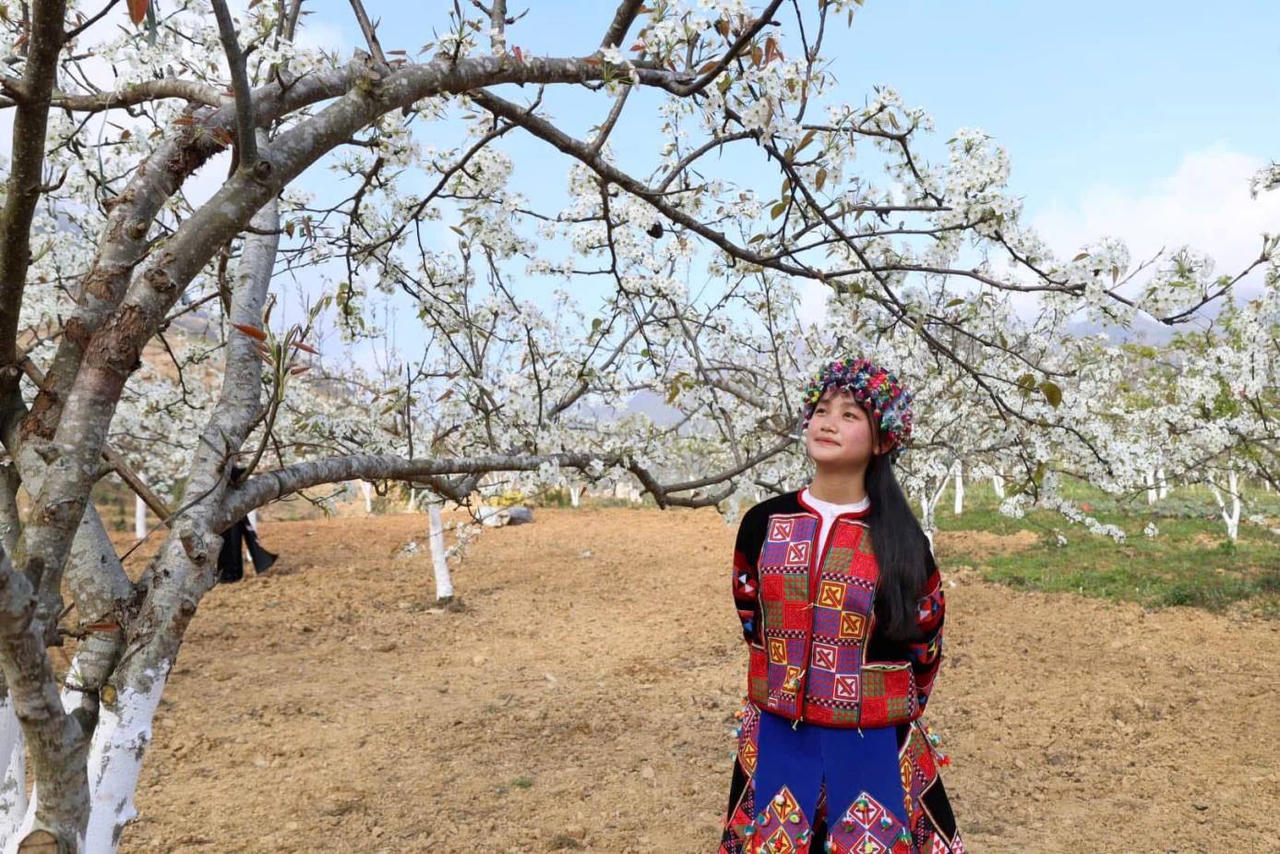 Hà Giang: Sắp diễn ra Lễ hội Hoa Lê và Ngày hội văn hoá các dân tộc thị trấn Phố Bảng