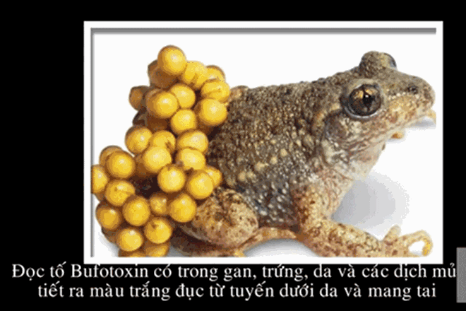 Cả gia đình phải nhập viện do ngộ độc sau khi ăn thịt cóc