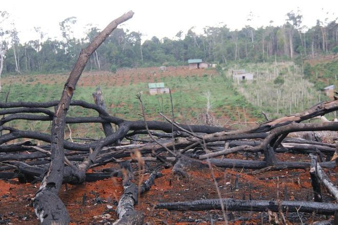 Đắk Nông chỉ đạo "nóng" 78 vụ phá rừng ở Quảng Sơn 