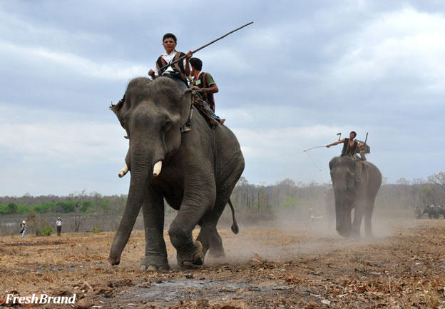 Bảo tồn voi bằng mô hình "cười với voi"