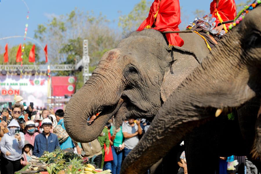 Độc đáo đại tiệc buffet dành cho voi ở Đắk Lắk