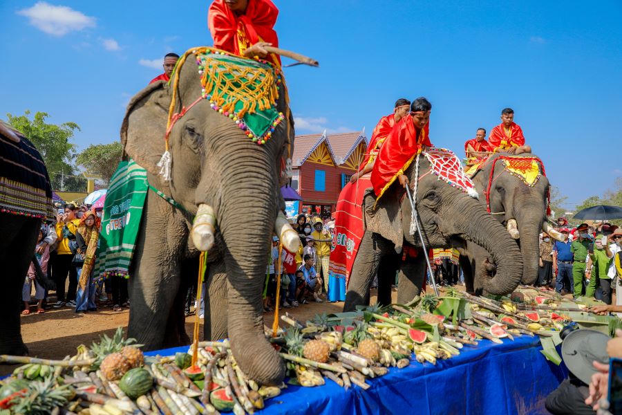 Độc đáo đại tiệc buffet dành cho voi ở Đắk Lắk