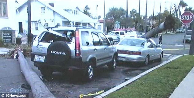 Kiện chính quyền vì bị cành cây  gây thương tích