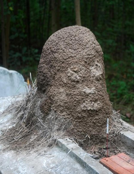 Kỳ bí ngôi mộ có ụ mối hình đầu người "mọc" râu, tóc”