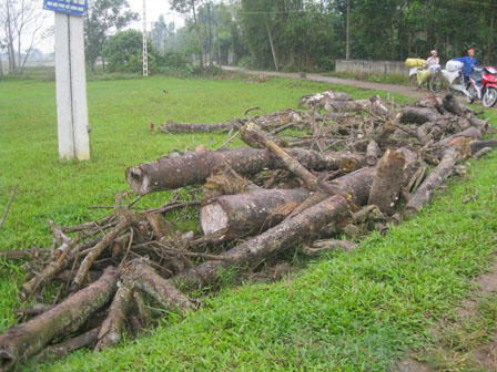 Chặt đa xong, nhiều trai làng chết trẻ 