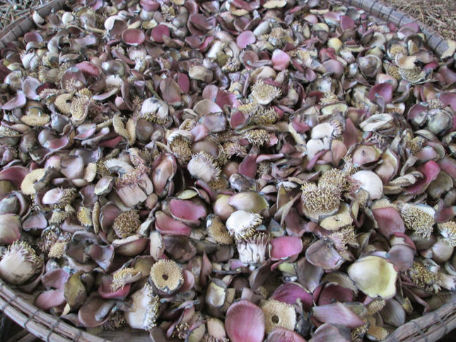 Những bài thuốc dân dã hiệu nghiệm của nữ đại gia nương cửa phật