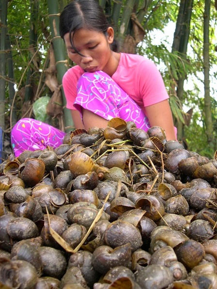 Dân cười, xã khóc ở làng tỉ phú sơ chế ốc bươu vàng  