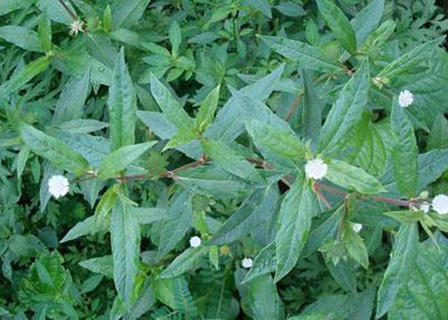 Bài thuốc đơn giản chữa bệnh suy thận