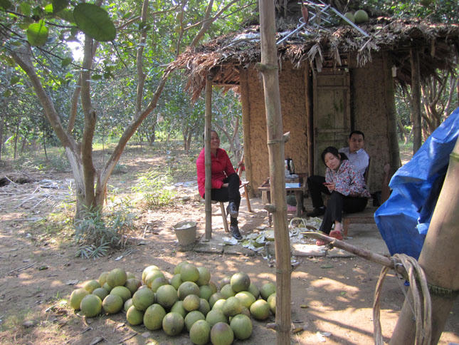 Bưởi tết tỏa hương ven sông Lô