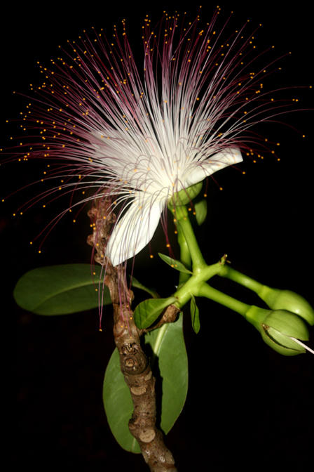 Lính đảo Trường Sa đón Tết