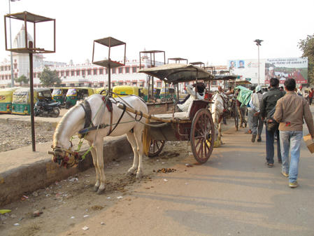 Tản mạn chuyện xe ngựa trên thế giới