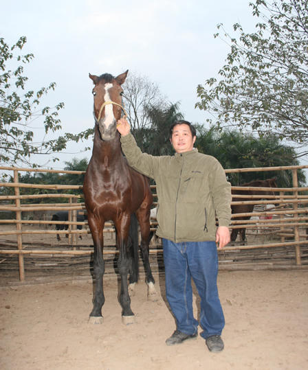 Đàn ngựa Tây tiền tỉ cưỡi máy bay về Hà Nội