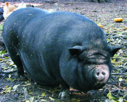 Thú vị hội thi “ông ỉn” ở Bắc Ninh