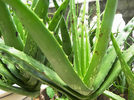 Cọng rau muống chữa tiểu đường, vỏ dưa hấu đẩy lùi xơ gan?