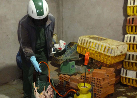 Hãi hùng các kiểu “tăng trọng” gà, lợn của "đồ tể"