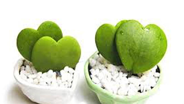 Hoa chậu "lên ngôi" trong ngày 8/3