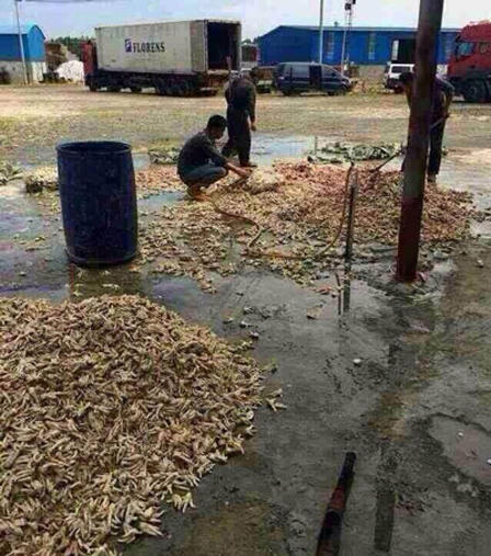 Phát hiện rùng rợn về chân gà thối 