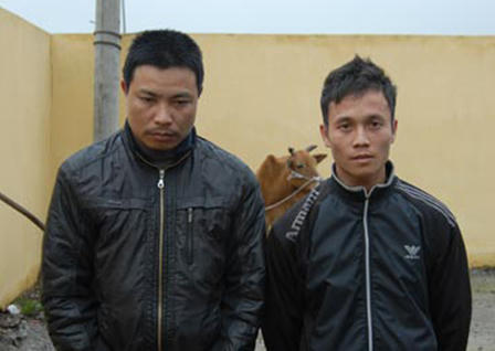 Dị án: giết bò lấy thịt, khung xương bỏ lại hiện trường