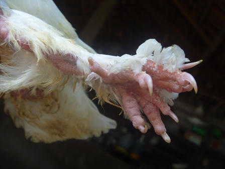 Bí ấn "Linh vật thời vua Hùng” trên chú chim bồ câu lạ