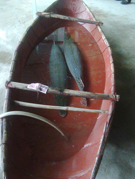 Giải mã đôi cá lạ” khóc” trong ao đình có hai đứa trẻ chết đuối